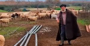 Η ιστορική φυλή προβάτων Ρουμλουκιού που έκανε τον κτηνοτρόφο από το Μικρό Μοναστήρι να λυγίσει: Γιατί κινδυνεύει με εξαφάνιση