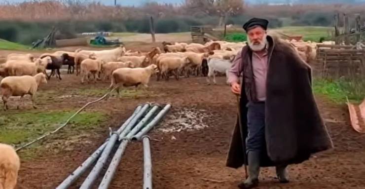Η ιστορική φυλή προβάτων Ρουμλουκιού που έκανε τον κτηνοτρόφο από το Μικρό Μοναστήρι να λυγίσει: Γιατί κινδυνεύει με εξαφάνιση