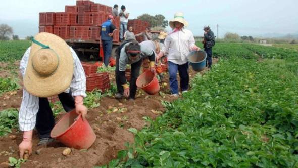 Πιλοτική εφαρμογή στην Ημαθία - Έρχεται «ΟΑΕΔ για μετανάστες» για να αναλάβουν τις αγροτικές εργασίες