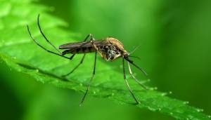Οδηγίες από την Π.Ε. Ημαθίας για την αποφυγή της ανάπτυξης των κουνουπιών στο σπίτι
