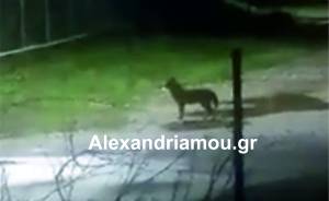 Νησί Ημαθίας: Λύκος κόβει βόλτες ανάμεσα στα σπίτια – Δείτε το βίντεο