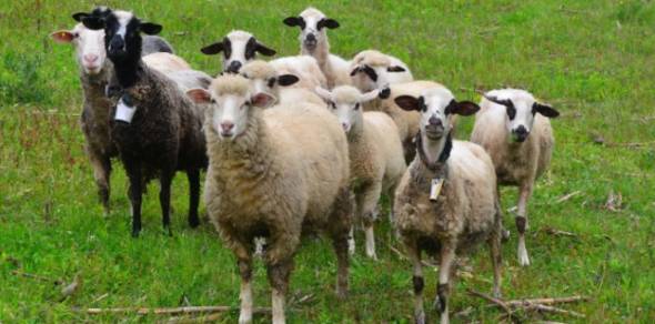 &Alpha;&nu;&alpha;&kappa;&omicron;ί&nu;&omega;&sigma;&eta; &Delta;&iota;&epsilon;ύ&theta;&upsilon;&nu;&sigma;&eta;&sigmaf; &Kappa;&tau;&eta;&nu;&iota;&alpha;&tau;&rho;&iota;&kappa;ή&sigmaf; &Pi;&epsilon;&rho;&iota;&phi;έ&rho;&epsilon;&iota;&alpha;&sigmaf; &Kappa;&epsilon;&nu;&tau;&rho;&iota;&kappa;ή&sigmaf; &Mu;&alpha;&kappa;&epsilon;&delta;&omicron;&nu;ί&alpha;&sigmaf; - &Epsilon;&nu;&eta;&mu;έ&rho;&omega;&sigma;&eta; &gamma;&iota;&alpha; &tau;&eta;&nu; &epsilon;&upsilon;&lambda;&omicron;&gamma;&iota;ά &tau;&omega;&nu; &pi;&rho;&omicron;&beta;ά&tau;&omega;&nu; &kappa;&alpha;&iota; &tau;&omega;&nu; &alpha;&iota;&gamma;ώ&nu;