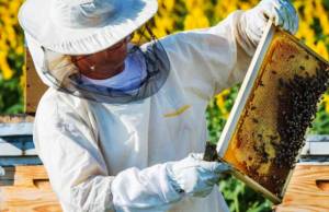 Υποβολή αιτήσεων στα πλαίσια υλοποίησης του προγράμματος για τη βελτίωση των συνθηκών παραγωγής και εμπορίας των προϊόντων της μελισσοκομίας για το 2022