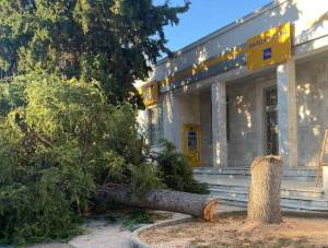 Κομμένο το δέντρο μπροστά από την Τράπεζα Πειραιώς στην Αλεξάνδρεια - Τι συνέβη