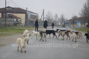 Αγέλη αδέσποτων σκύλων στο Κολυμβητήριο Αλεξάνδρειας – Την περισυλλογή τους ζητούν περιπατητές(φωτο-βίντεο)