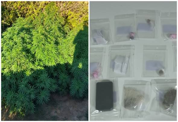 &Sigma;&upsilon;&nu;&epsilon;&lambda;ή&phi;&theta;&eta;&sigma;&alpha;&nu; &gamma;&iota;&alpha; &nu;&alpha;&rho;&kappa;&omega;&tau;&iota;&kappa;ά &kappa;&alpha;&iota; &kappa;&alpha;&lambda;&lambda;&iota;έ&rho;&gamma;&epsilon;&iota;&alpha; &delta;&epsilon;&nu;&delta;&rho;&upsilon;&lambda;&lambda;ί&omega;&nu; &kappa;ά&nu;&nu;&alpha;&beta;&eta;&sigmaf; ύ&psi;&omicron;&upsilon;&sigmaf; &alpha;&pi;ό 1,5 έ&omega;&sigmaf; 2,5 &mu;έ&tau;&rho;&omega;&nu;