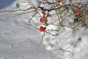 Έρχεται μαρτιάτικος χιονιάς από Μακεδονία μέχρι Κρήτη
