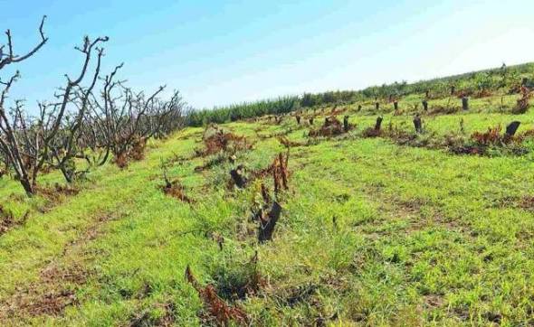 Ημαθία: Κόβουν τα δέντρα οι ροδακινοπαραγωγοί – Σε αδιέξοδο για τις χαμηλές τιμές