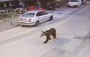 Αρκούδα κόβει βόλτες σε κεντρικό δρόμο των Γρεβενών - Δείτε βίντεο