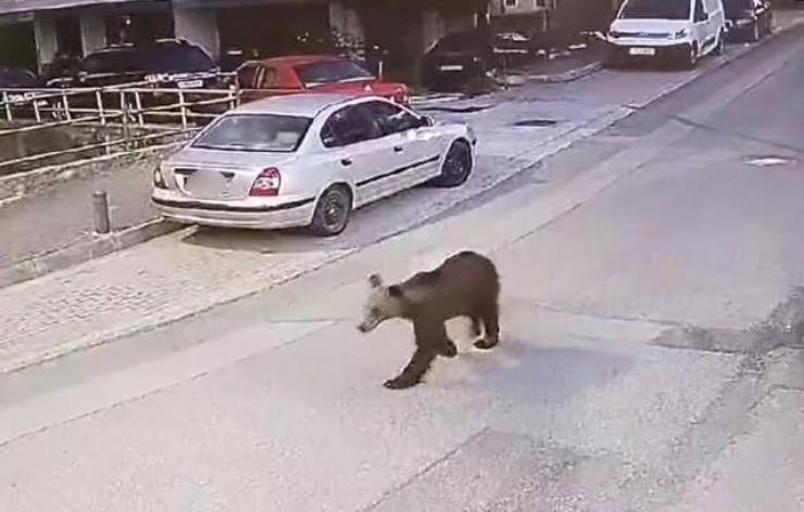 Αρκούδα κόβει βόλτες σε κεντρικό δρόμο των Γρεβενών - Δείτε βίντεο