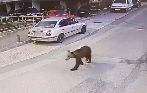 Αρκούδα κόβει βόλτες σε κεντρικό δρόμο των Γρεβενών - Δείτε βίντεο