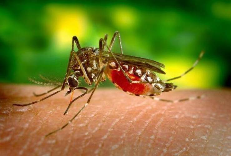 Π.Ε. Ημαθίας: «Μέτρα πρόληψης και προστασίας από τα κουνούπια»