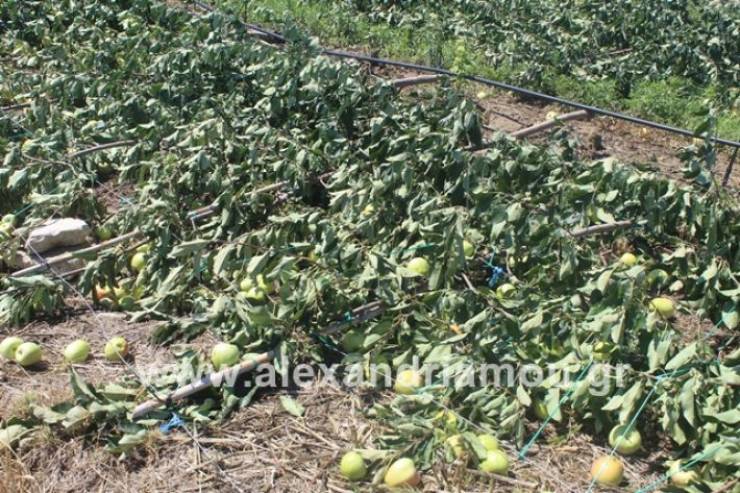 Ανακοίνωση του δήμου Αλεξάνδρειας προς τους αγρότες των οποίων οι παραγωγές ζημιώθηκαν από τα έντονα καιρικά φαινόμενα