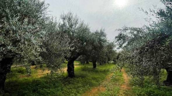 &Pi;&omega;&lambda;&epsilon;ί&tau;&alpha;&iota; &alpha;&gamma;&rho;ό&kappa;&tau;&eta;&mu;&alpha; &mu;&epsilon; &epsilon;&lambda;&iota;έ&sigmaf; &sigma;&tau;&eta; &Rho;&alpha;&psi;&omega;&mu;&alpha;&nu;ί&kappa;&eta;