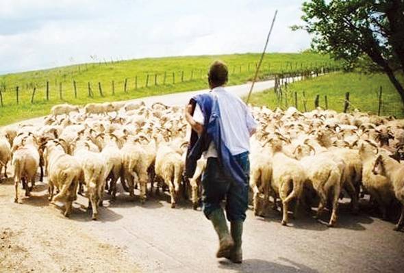 Καθορίστηκε το ύψος της συνδεδεμένης ενίσχυσης για τα ειδικά δικαιώματα των κτηνοτρόφων