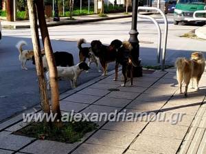 Ποιοι Δήμοι χρηματοδοτούνται για τη λειτουργία καταφυγίων αδέσποτων ζώων (λίστα)