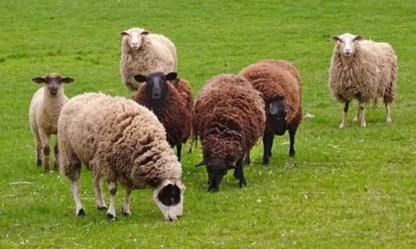 Απαγόρευση βοσκής ζώων από πέντε έως δέκα χρόνια σε τμήμα της περιφέρειας της Δ/Κ Νεοκάστρου του Δήμου Αλεξάνδρειας