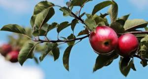 &Pi;&rho;ό&gamma;&rho;&alpha;&mu;&mu;&alpha; &Kappa;&Omicron;&Epsilon; &Mu;&Eta;&Lambda;&Alpha; &Epsilon;&tau;ή&sigma;&iota;&omicron; 2023: &Tau;&alpha; &pi;&omicron;&rho;ί&sigma;&mu;&alpha;&tau;&alpha; &Delta;&iota;&kappa;&alpha;&iota;&omicron;ύ&chi;&omega;&nu; &Phi;&upsilon;&tau;&iota;&kappa;&omicron;ύ &gamma;&iota;&alpha; &delta;&iota;&kappa;&alpha;&iota;&omicron;ύ&chi;&omicron;&upsilon;&sigmaf; &tau;&omega;&nu; &Delta;/&Kappa; &Alpha;&lambda;&epsilon;&xi;ά&nu;&delta;&rho;&epsilon;&iota;&alpha;&sigmaf;, &Beta;&rho;&upsilon;&sigma;&alpha;&kappa;ί&omicron;&upsilon; &kappa;&alpha;&iota; &Kappa;&alpha;&mu;&pi;&omicron;&chi;&omega;&rho;ί&omicron;&upsilon;