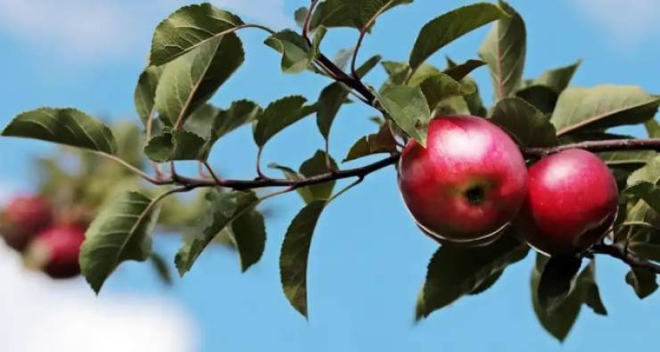 &Pi;&rho;ό&gamma;&rho;&alpha;&mu;&mu;&alpha; &Kappa;&Omicron;&Epsilon; &Mu;&Eta;&Lambda;&Alpha; &Epsilon;&tau;ή&sigma;&iota;&omicron; 2023: &Tau;&alpha; &pi;&omicron;&rho;ί&sigma;&mu;&alpha;&tau;&alpha; &Delta;&iota;&kappa;&alpha;&iota;&omicron;ύ&chi;&omega;&nu; &Phi;&upsilon;&tau;&iota;&kappa;&omicron;ύ &gamma;&iota;&alpha; &delta;&iota;&kappa;&alpha;&iota;&omicron;ύ&chi;&omicron;&upsilon;&sigmaf; &tau;&omega;&nu; &Delta;/&Kappa; &Alpha;&lambda;&epsilon;&xi;ά&nu;&delta;&rho;&epsilon;&iota;&alpha;&sigmaf;, &Beta;&rho;&upsilon;&sigma;&alpha;&kappa;ί&omicron;&upsilon; &kappa;&alpha;&iota; &Kappa;&alpha;&mu;&pi;&omicron;&chi;&omega;&rho;ί&omicron;&upsilon;