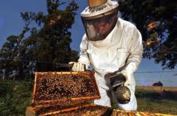 Ημερίδα μελισσοκομίας στις 15 Δεκεμβρίου στην Αλεξάνδρεια