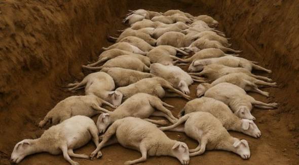 Κίνδυνος για υγεία και περιβάλλον – Ο Δήμος Αλεξάνδρειας αποκρύπτει στοιχεία για την ταφή ζώων με ευλογιά καταγγέλλει ο Σιδηρόπουλος