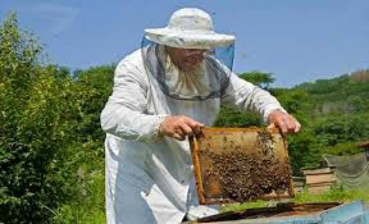 Αιτήσεις για προγράμματα Μελισσοκομίας στην Π.Ε Ημαθίας