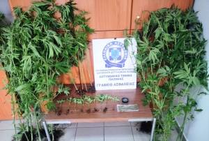Ημαθία: Καλλιεργούσε στην αυλή του 31 δενδρύλλια κάνναβης και συνελήφθη