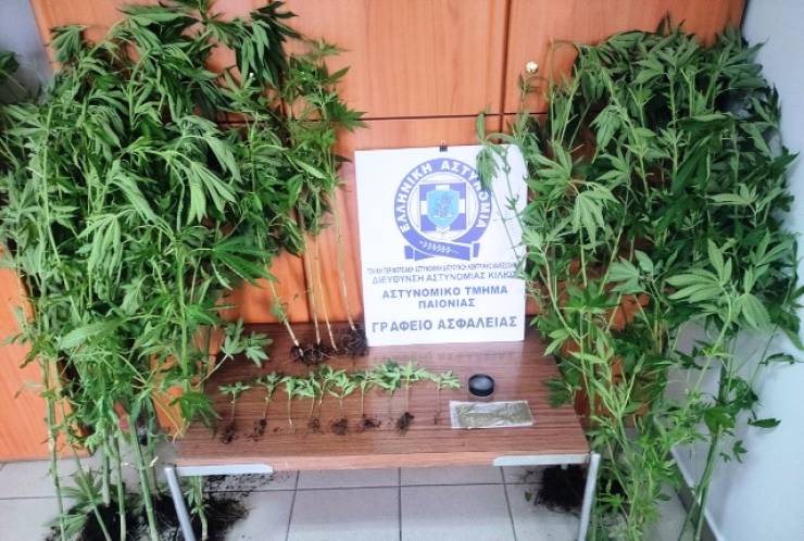 Ημαθία: Καλλιεργούσε στην αυλή του 31 δενδρύλλια κάνναβης και συνελήφθη