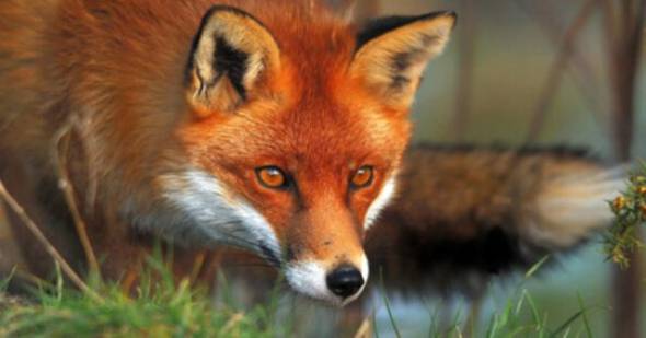 Έ&nu;&alpha;&rho;&xi;&eta; &tau;&eta;&sigmaf; 22&eta;&sigmaf; &Epsilon;&mu;&beta;&omicron;&lambda;&iota;&alpha;&sigma;&tau;&iota;&kappa;ή&sigmaf; &Epsilon;&kappa;&sigma;&tau;&rho;&alpha;&tau;&epsilon;ί&alpha;&sigmaf; &tau;&omega;&nu; &Kappa;ό&kappa;&kappa;&iota;&nu;&omega;&nu; &Alpha;&lambda;&epsilon;&pi;&omicron;ύ&delta;&omega;&nu; &gamma;&iota;&alpha; &tau;&omicron; &Pi;&rho;ό&gamma;&rho;&alpha;&mu;&mu;&alpha; &Epsilon;&pi;&iota;&tau;ή&rho;&eta;&sigma;&eta;&sigmaf; &kappa;&alpha;&iota; &Kappa;&alpha;&tau;&alpha;&pi;&omicron;&lambda;έ&mu;&eta;&sigma;&eta;&sigmaf; &tau;&eta;&sigmaf; &Lambda;ύ&sigma;&sigma;&alpha;&sigmaf;