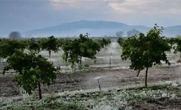 Υποβολή αναγγελιών ζημίας από τον παγετό της 21ης Μαρτίου 2022 σε καλλιέργειες του Δήμου Αλεξάνδρειας