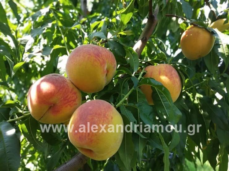 Υποβολή δηλώσεων ζημίας από το χαλάζι στην Δημοτική Ενότητα Αλεξάνδρειας