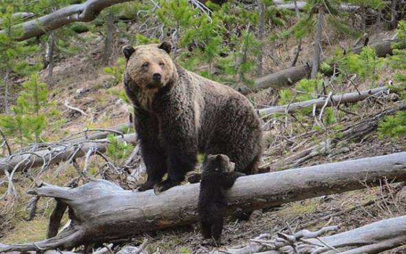 Αποτροπιασμός στην Ήπειρο: Πυροβόλησαν αρκούδα με το μικρό της - Προσοχή, σκληρές εικόνες