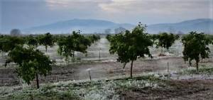 Ενημέρωση για υποβολή αναγγελιών ζημίας από τον παγετό της 14ης – 18ης Φεβρουαρίου 2021