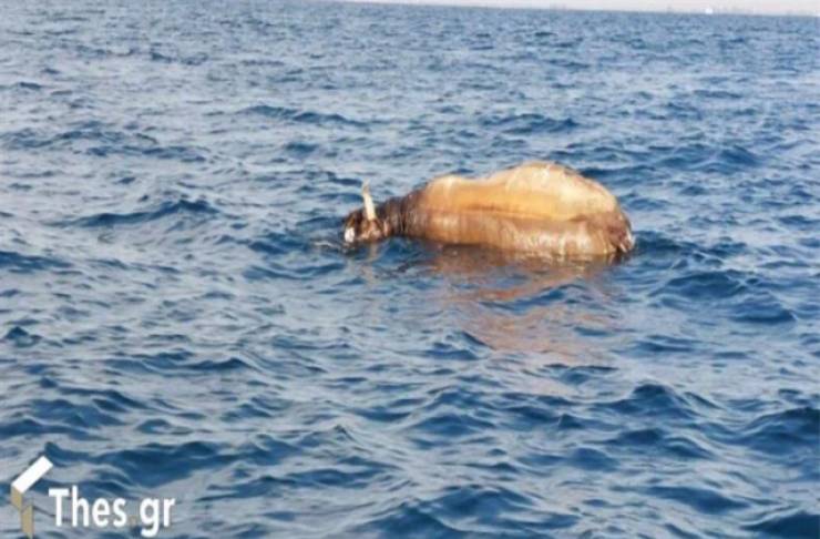 Αποτρόπαιο θέαμα στη Θεσσαλονίκη: Νεκρή αγελάδα επιπλέει στον Θερμαϊκό