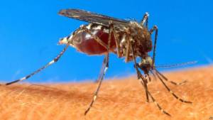 Συνοπτικός διαγωνισμός με σφραγισμένες προσφορές για την υπηρεσία με τίτλο «Αστική επίγεια καταπολέμηση κουνουπιών στο Δήμο Αλεξάνδρειας»