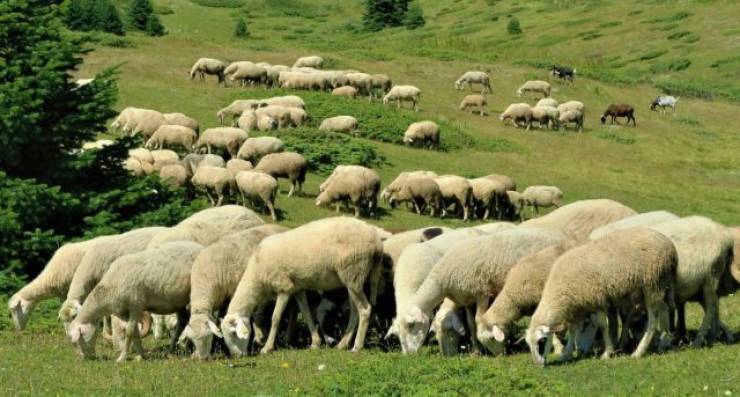 &Alpha;&upsilon;&tau;&omicron;&kappa;&tau;ό&nu;&eta;&sigma;&epsilon; &kappa;&tau;&eta;&nu;&omicron;&tau;&rho;ό&phi;&omicron;&sigmaf; &sigma;&tau;&eta; &Beta;&rho;&omicron;&nu;&tau;&omicron;ύ &Pi;&iota;&epsilon;&rho;ί&alpha;&sigmaf; - &Tau;&omicron;&upsilon; &theta;&alpha;&nu;ά&tau;&omega;&sigma;&alpha;&nu; 1.000 &pi;&rho;ό&beta;&alpha;&tau;&alpha; &lambda;ό&gamma;&omega; &epsilon;&upsilon;&lambda;&omicron;&gamma;&iota;ά&sigmaf;