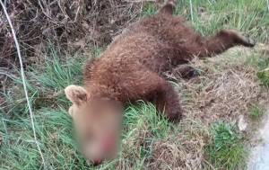 &Kappa;&omicron;&zeta;ά&nu;&eta;: &Alpha;&upsilon;&tau;&omicron;&kappa;ί&nu;&eta;&tau;&omicron; &pi;&alpha;&rho;έ&sigma;&upsilon;&rho;&epsilon; &kappa;&alpha;&iota; &sigma;&kappa;ό&tau;&omega;&sigma;&epsilon; &alpha;&rho;&kappa;&omicron;&upsilon;&delta;ά&kappa;&iota;