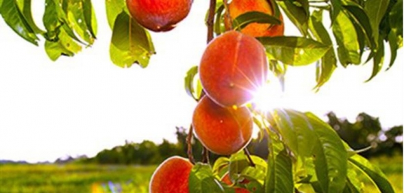 &Tau;&omicron; 1&omicron; &Phi;&epsilon;&sigma;&tau;&iota;&beta;ά&lambda; &Rho;&omicron;&delta;ά&kappa;&iota;&nu;&omicron;&upsilon; &sigma;&tau;&eta; &Beta;έ&rho;&omicron;&iota;&alpha; - &Alpha;&pi;ό 27 έ&omega;&sigmaf; 29 &Mu;&alpha;ΐ&omicron;&upsilon;