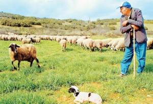 Άμεση διάθεση σχεδόν 4 εκατομμυρίων ευρώ σε κτηνοτρόφους όλης της χώρας - Τι ποσό θα πάρει η Κεντρική Μακεδονία