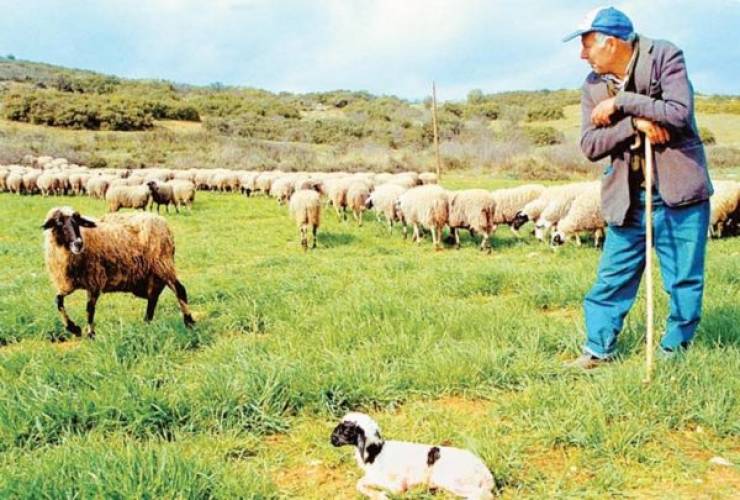 Άμεση διάθεση σχεδόν 4 εκατομμυρίων ευρώ σε κτηνοτρόφους όλης της χώρας - Τι ποσό θα πάρει η Κεντρική Μακεδονία