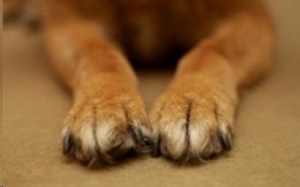 &Sigma;ύ&lambda;&lambda;&eta;&psi;&eta; &sigma;&tau;&eta;&nu; &Pi;&iota;&epsilon;&rho;ί&alpha; &gamma;&iota;&alpha; &pi;&alpha;&rho;ά&beta;&alpha;&sigma;&eta; &tau;&eta;&sigmaf; &Nu;&omicron;&mu;&omicron;&theta;&epsilon;&sigma;ί&alpha;&sigmaf; &pi;&epsilon;&rho;ί &Zeta;ώ&omega;&nu;