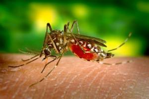 Έξαρση στον αριθμό των κουνουπιών – Οι επιστήμονες...φοβούνται για εμφάνιση ιού Δυτικού Νείλου