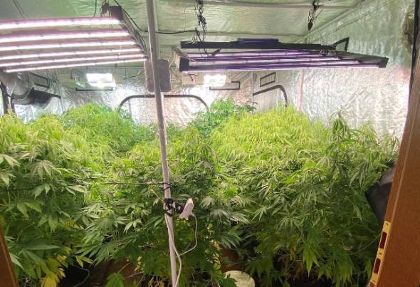 &Sigma;&upsilon;&nu;&epsilon;&lambda;ή&phi;&theta;&eta; &gamma;&iota;&alpha; &kappa;&alpha;&lambda;&lambda;&iota;έ&rho;&gamma;&epsilon;&iota;&alpha; &delta;&epsilon;&nu;&delta;&rho;&upsilon;&lambda;&lambda;ί&omega;&nu; &kappa;ά&nu;&nu;&alpha;&beta;&eta;&sigmaf; &sigma;&tau;&omicron; &sigma;&pi;ί&tau;&iota; &tau;&omicron;&upsilon; &sigma;&tau;&eta;&nu; &Kappa;&alpha;&tau;&epsilon;&rho;ί&nu;&eta;