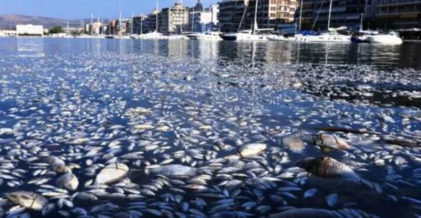 &Pi;ά&nu;&omega; &alpha;&pi;ό 100 &tau;ό&nu;&omicron;&iota; &nu;&epsilon;&kappa;&rho;ά &psi;ά&rho;&iota;&alpha; έ&theta;&alpha;&psi;&alpha;&nu; &tau;&omicron;&nu; &Beta;ό&lambda;&omicron; &ndash; &Tau;&iota; &sigma;&upsilon;&nu;έ&beta;&eta;