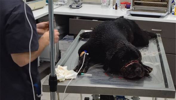 &Beta;&alpha;&sigma;&alpha;&nu;&iota;&sigma;&mu;ό&sigmaf; &sigma;&kappa;ύ&lambda;&omicron;&upsilon; &sigma;&tau;&omicron; &Nu;&eta;&sigma;ί &Eta;&mu;&alpha;&theta;ί&alpha;&sigmaf; &ndash; &Tau;&omicron;&upsilon; έ&kappa;&lambda;&epsilon;&iota;&sigma;&alpha;&nu; &tau;&eta; &mu;&omicron;&upsilon;&sigma;&omicron;ύ&delta;&alpha; &mu;&epsilon; &mu;&omicron;&nu;&omega;&tau;&iota;&kappa;ή &tau;&alpha;&iota;&nu;ί&alpha;