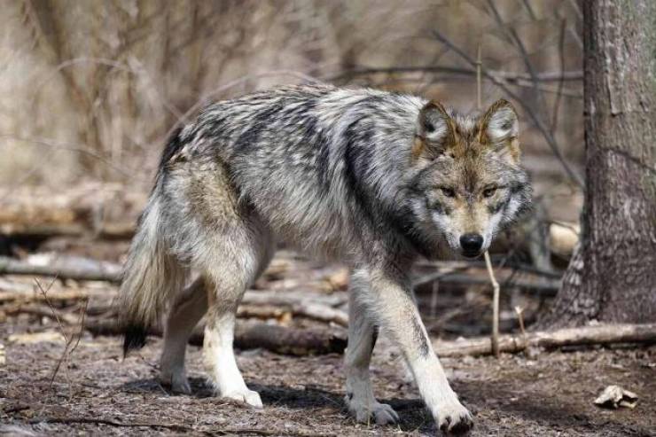 Αγέλη λύκων κατασπάραξε πρόβατα σε στάνη στο Νησί Ημαθίας - Σοκαριστικές εικόνες