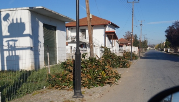 Απαράδεκτη αισθητικά και περιβαλλοντικά η κατακρεούργηση δέντρων στο Καμποχώρι Ημαθίας