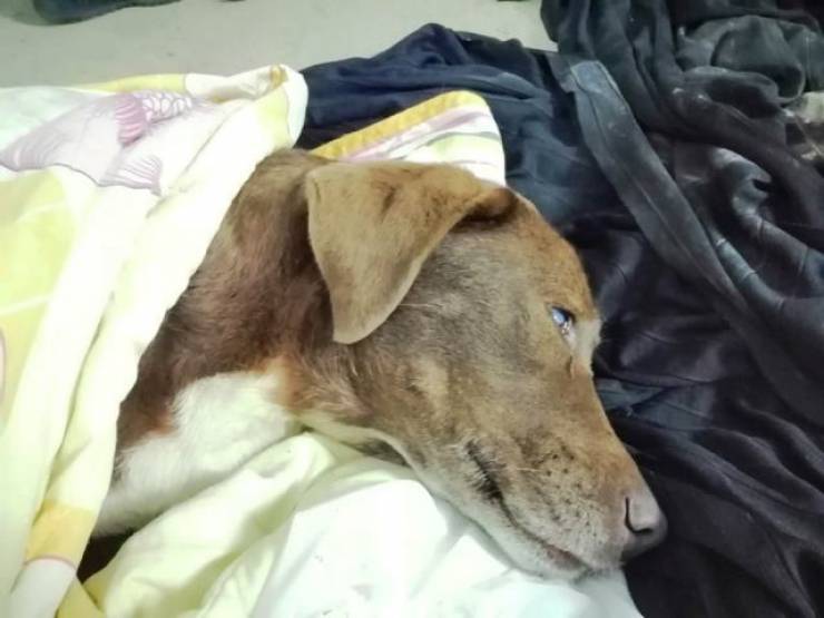 Απίστευτη κτηνωδία στη Νάουσα: Δηλητηρίασαν τυφλή σκυλίτσα - Μηνύσεις από τον δήμαρχο