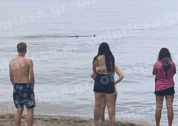 &Tau;&rho;ό&mu;&omicron;&sigmaf; &gamma;&iota;&alpha; &tau;&omicron;&upsilon;&sigmaf; &lambda;&omicron;&upsilon;ό&mu;&epsilon;&nu;&omicron;&upsilon;&sigmaf; &sigma;&tau;&eta;&nu; &Alpha;&gamma;&iota;ά &Lambda;ά&rho;&iota;&sigma;&alpha;&sigmaf; - &Kappa;&alpha;&rho;&chi;&alpha;&rho;ί&alpha;&sigmaf; &kappa;ά&nu;&epsilon;&iota; &tau;&eta; &beta;ό&lambda;&tau;&alpha; &tau;&omicron;&upsilon; &delta;ί&pi;&lambda;&alpha; &sigma;&tau;&eta;&nu; &pi;&alpha;&rho;&alpha;&lambda;ί&alpha;