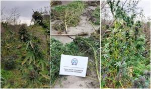 51χρονος καλλιεργούσε κάνναβη κοντά σε κοίτη ποταμού – Βρέθηκαν 20 δενδρύλλια